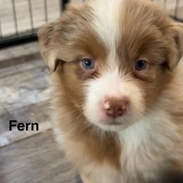 Fern - Red merle female Miniature American Shepherd puppy in Florseville, Texas from Ashber Farm