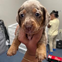 Dachshund Puppies from L & J Kennel