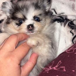 Female - Blue merle female Pomeranian puppy in Indiana from Unique Uprisings