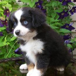 Milo - Black tri male Miniature Australian Shepherd puppy in Atwood, Illinois from Buck-Run Puppies