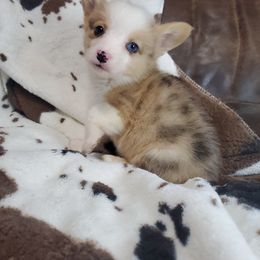 Gator - American Corgi puppy in Damascus, Arkansas from Thomas Corgi's