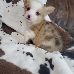 Gator - American Corgi puppy in Damascus, Arkansas from Thomas Corgi's