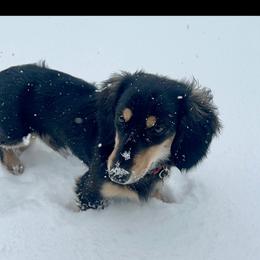 Dachshund All Grown Up from Sarah Linsenmeyer