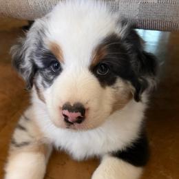 Anakin - Blue merle male Miniature Australian Shepherd puppy in Ocala, Florida from Silver River Mini Aussies