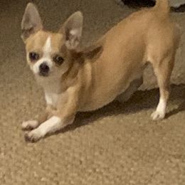 American Hairless Terriers and Chihuahuas from CAS' American Hairless Terriers and Chihuahuas