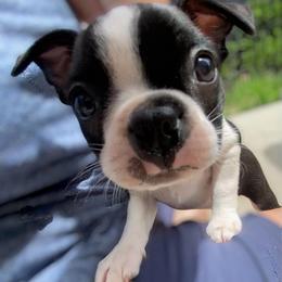 Deano Martin - Black and white male Boston Terrier puppy in Murrells Inlet, South Carolina from Inlet Boston Terriers