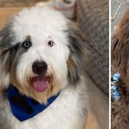 Bernedoodles from Mercury Bernedoodles