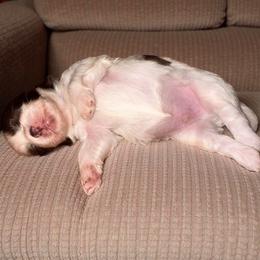 Chocolate and white - Liver and white male Shih Tzu puppy in Phillipsburg, New Jersey from Debilyn’s Shih Tzu’s
