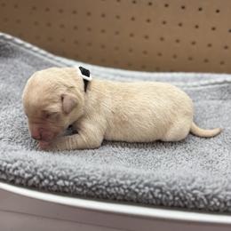 Black - Yellow male Labrador Retriever puppy in Derby, Kansas from Wheatland Retrievers