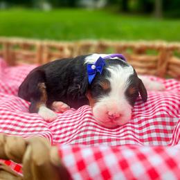 Coco - Tri-color female Bernedoodle puppy in Russell Springs, Kentucky from 270 Doodles