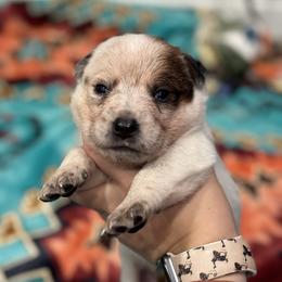 Australian Cattle Dog Puppies from Hangin R Kennels