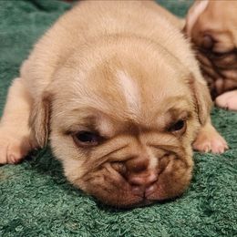 Girl 3 - Fawn and white female Bulldog puppy in Washington from Sun City Campeiro Bulldogs