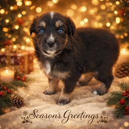 Harper - Black tri-color female Australian Shepherd puppy in Mount Vernon, Texas from RJ's Aussie Posse