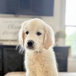 Pick 1 - Light golden male Golden Retriever puppy in Deer Lodge, Tennessee from SelahGold