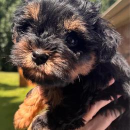 Red n black boy - Black and silver male Miniature Schnauzer puppy in Pflugerville, Texas from K&K Precious Tx schnauzers