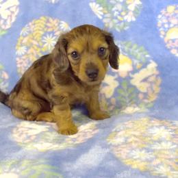 AKC Tater Tot - Dapple female Dachshund puppy in Albertville, Alabama from Jana Rae's