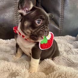 Gidget - Tricolors female French Bulldog puppy in Billings, Montana from Yellowstone Frenchies