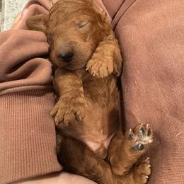 Dark green collar - Red  male Poodle puppy in Riverside, California from Riverside red poodles