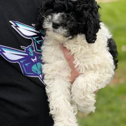 Rosie - Black and white female Cavapoo puppy in Redding, California from Lipscomb Doodles