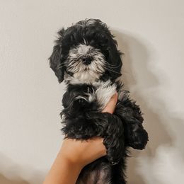 Eliza - Black and white female Sheepadoodle puppy in Wabash, Indiana from DOODCompany