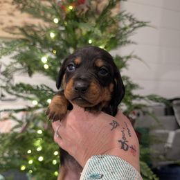 Annie - Black and tan female Dachshund puppy in Barnard, Missouri from KB Doxies