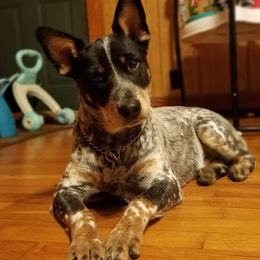 Belle - Australian Cattle Dog