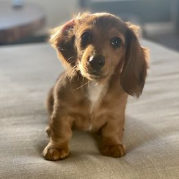 Rosie - Dachshund