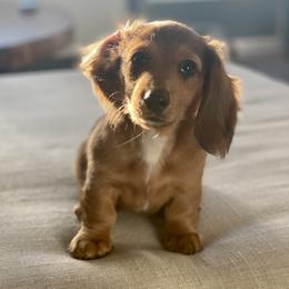 Rosie - Dachshund
