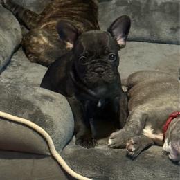 Green collar - Brindle female French Bulldog puppy in Livingston, Texas from Drake Home Frenchies