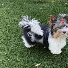 Biewer Terrier Puppies from Magical Biewers