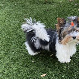 Biewer Terrier Puppies from Magical Biewers