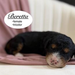 Beretta - Tri-color female Bernedoodle puppy in Jackson, Mississippi from T.M. Poodles & Doodles