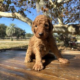LEI - Red  female Goldendoodle puppy in Fruitland Park, Florida from Mount Doodles