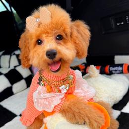 GIA - Apricot female Maltipoo puppy in Sugar Land, Texas from Celebrity Maltipoos