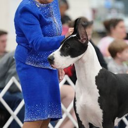 Great Dane All Grown Up from Runa Danes