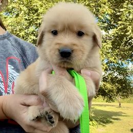 Green Boy - Golden male Golden Retriever puppy in Macy, Indiana from Macy Golden Meadows