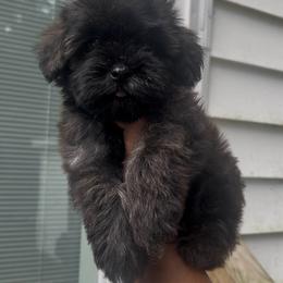 Stacie 2300 - Sable female Yorkipoo puppy in Gastonia, North Carolina from Dynasty Kennel