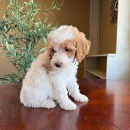 Anthony - Parti male Goldendoodle puppy in Barstow, California from Golden Desert Doodles