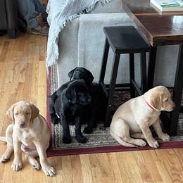 Labrador Retriever Puppies from Branley's Riverside Labradors