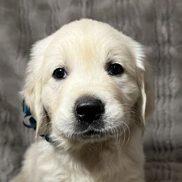 Golden Retriever Puppies from Southern Utah Goldens