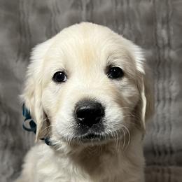 Golden Retriever Puppies from Southern Utah Goldens