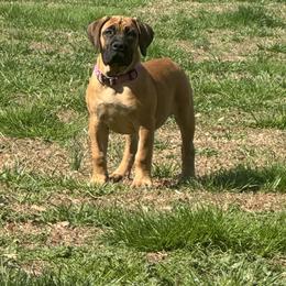 Purple collar female - Fawn female Boerboel puppy in Bon Aqua, Tennessee from Erickson Ranch Boerboels