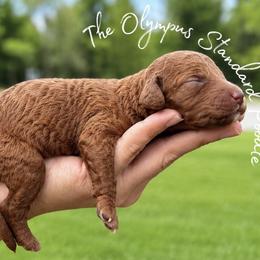 Princess Leia Organa - Red  female Poodle puppy in Spring Hills, Florida from The Olympus Standard Poodle