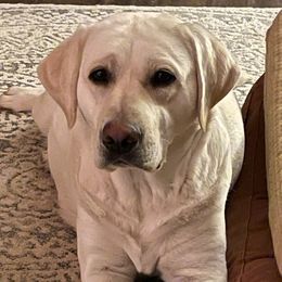 Labrador Retrievers from Cloud Peak Labradors