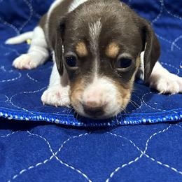 Girl 2 - Piebald female Dachshund puppy in Westminster, South Carolina from Carter's Kennels