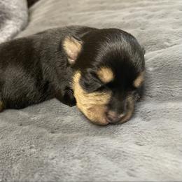 Etta - Black female Miniature Schnauzer puppy in Brundidge, Alabama from Deez Pups Magnificent Schnauzers