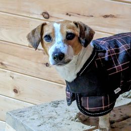 Dawnie - Russell Terrier