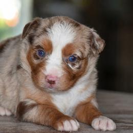 Dixie - Red merle female Miniature Australian Shepherd puppy in Lowgap, North Carolina from Baileys Mini Aussies