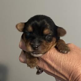Girl 1 - Blue and gold female Yorkshire Terrier puppy in Hot Springs, Arkansas from Weslynn Kennels