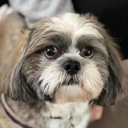 Bougie - Lhasa Apso